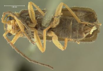 Media type: image;   Entomology 3396 Aspect: habitus ventral view